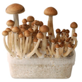 Edible Mushroom Grow Kit – UK