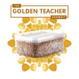 Golden Teacher Mycelium Culture Kit (1200cc) – UK